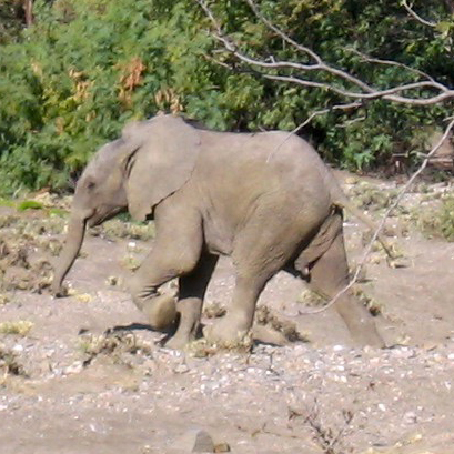 elephant